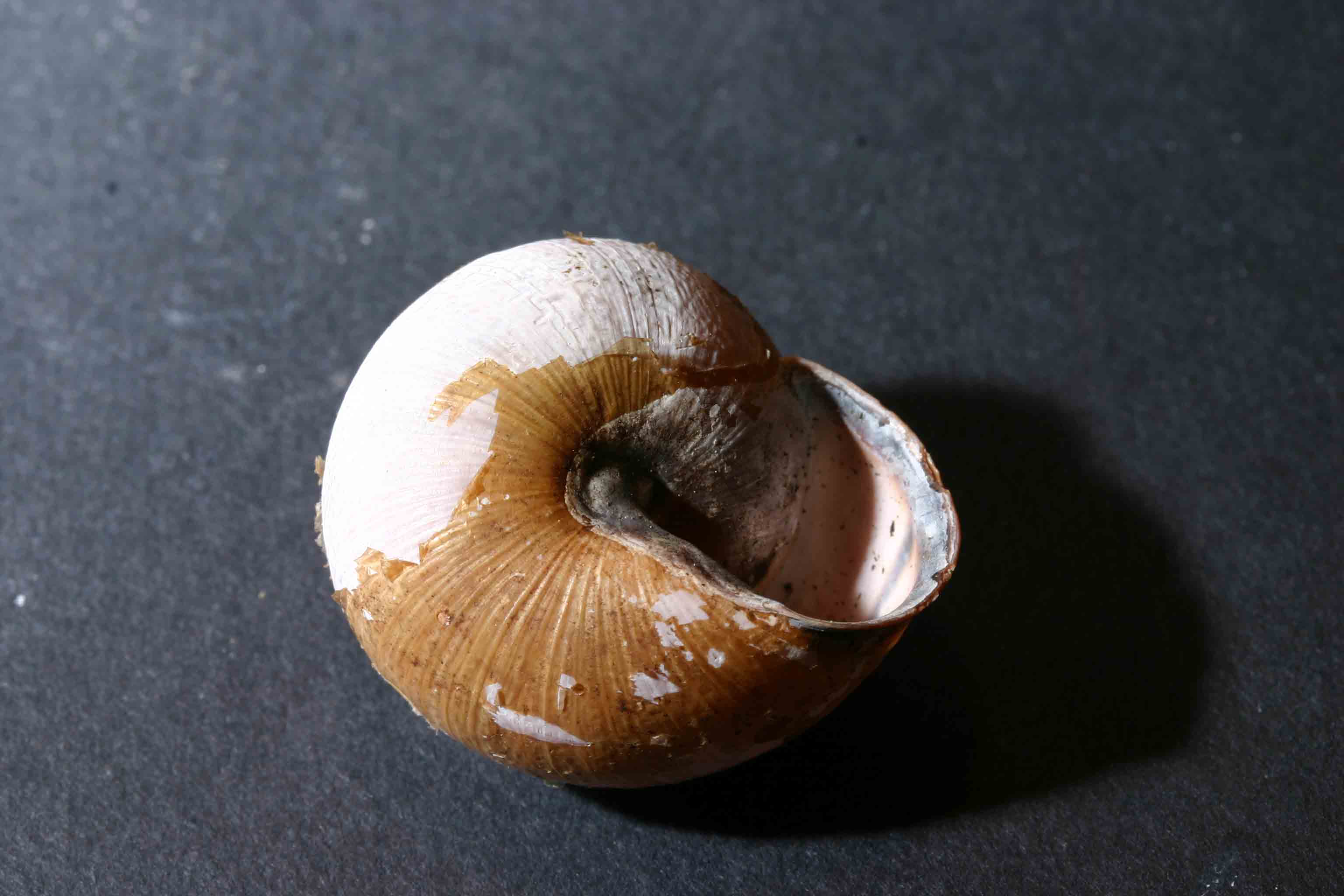 Macchiagrande 1